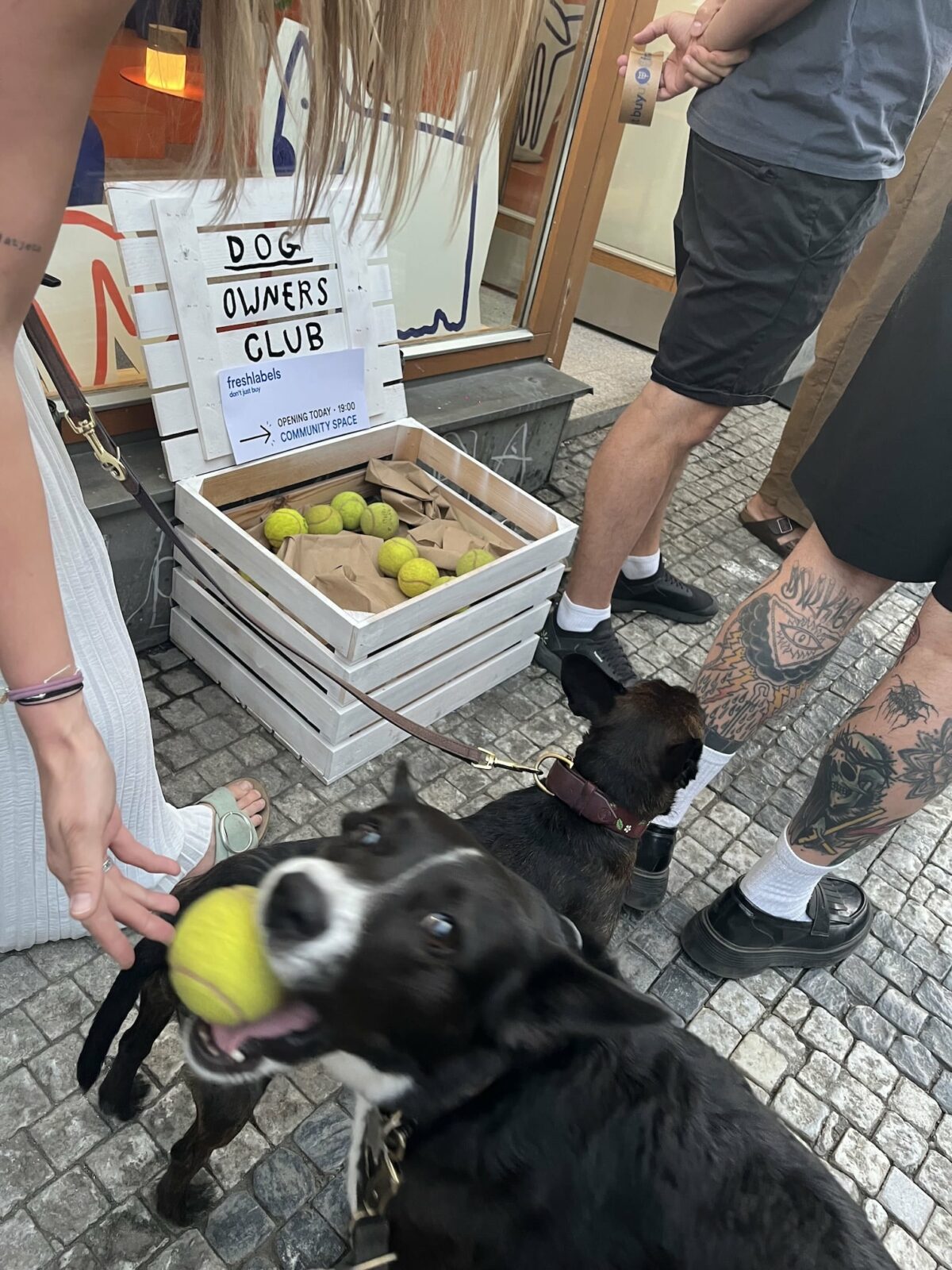 foto z akce Dog Owners Club release