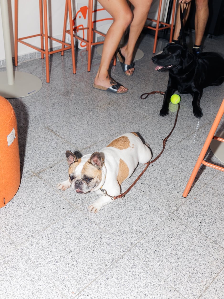 foto z akce Dog Owners Club release
